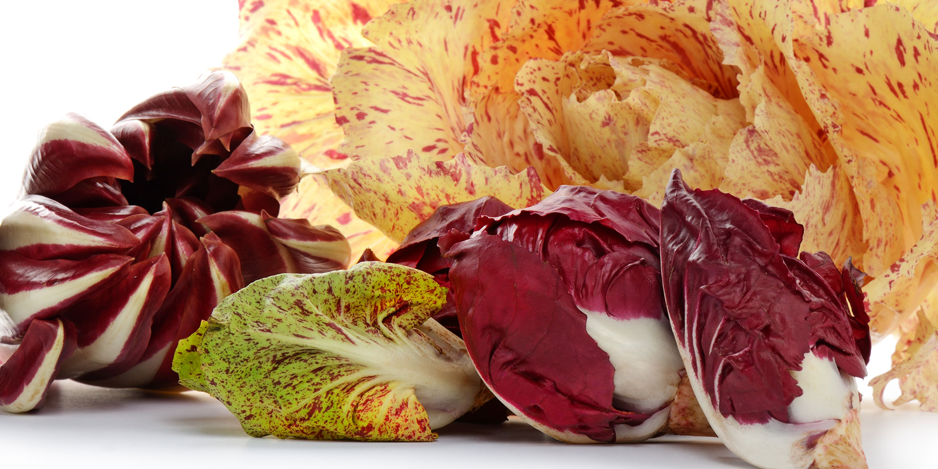 varieties of radicchio