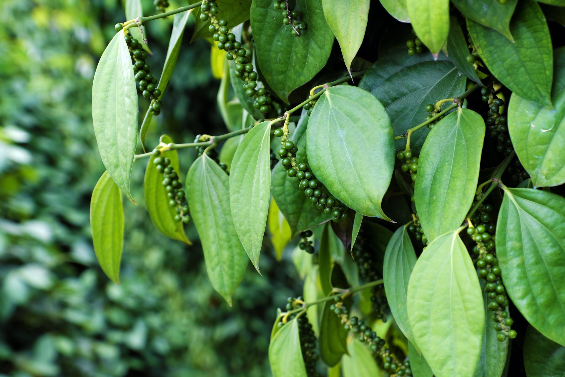 Black Pepper or Peppercorns