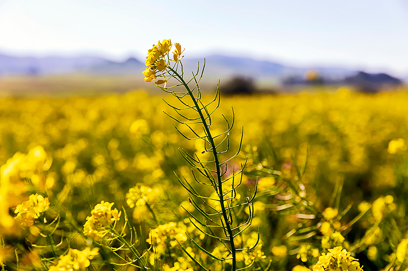 wild black mustard