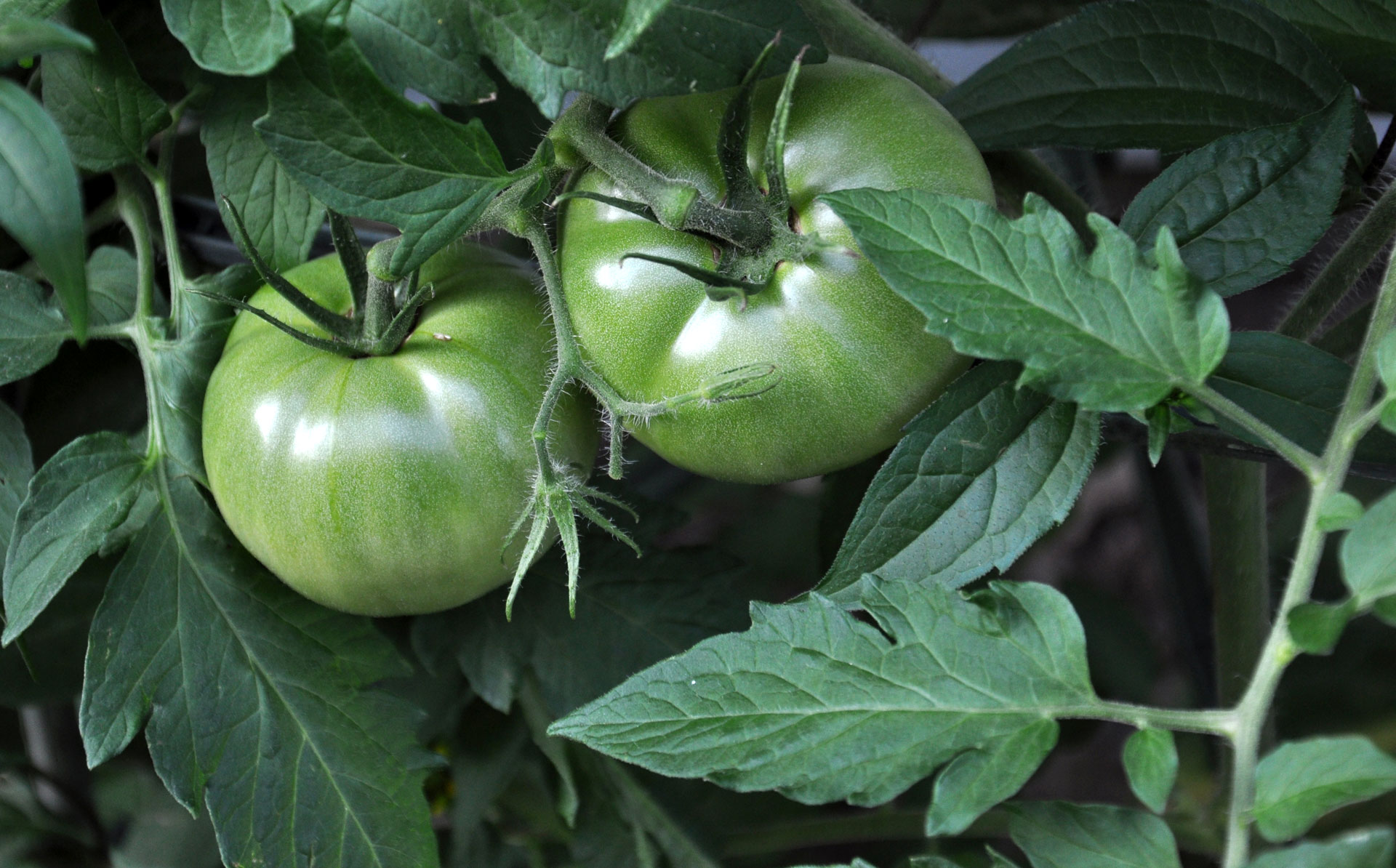 Green tomatoes