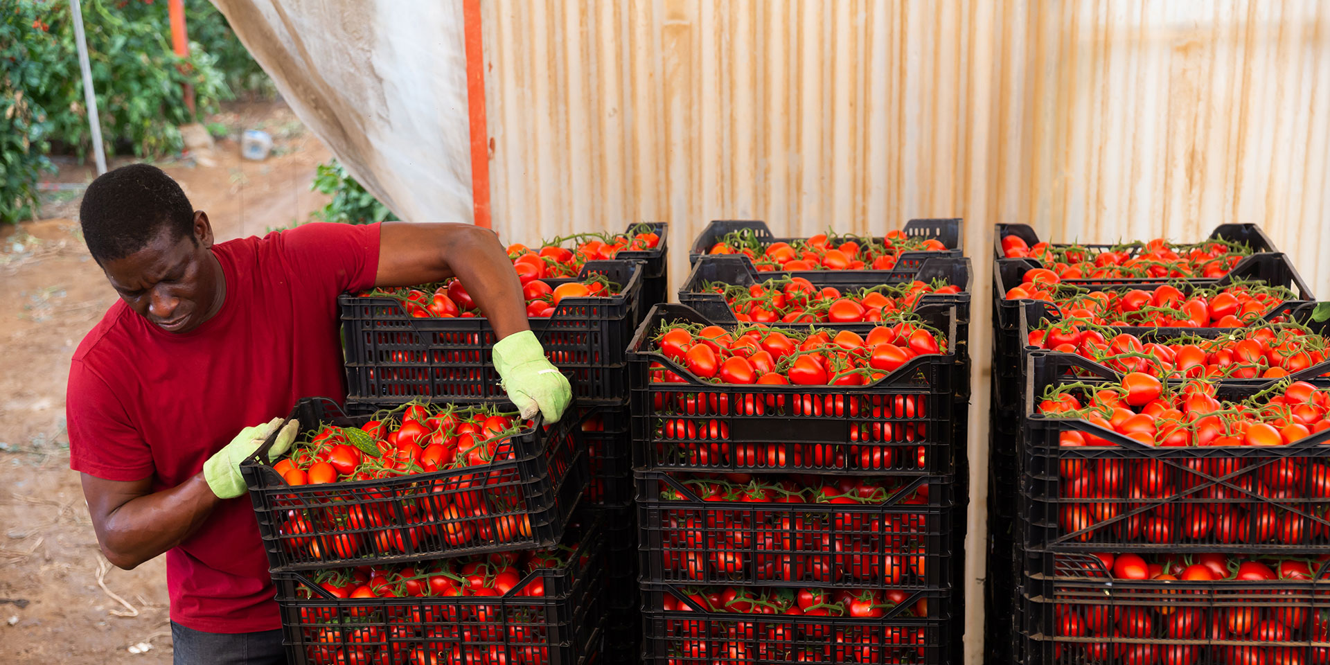 food worker with crates of tomatoes