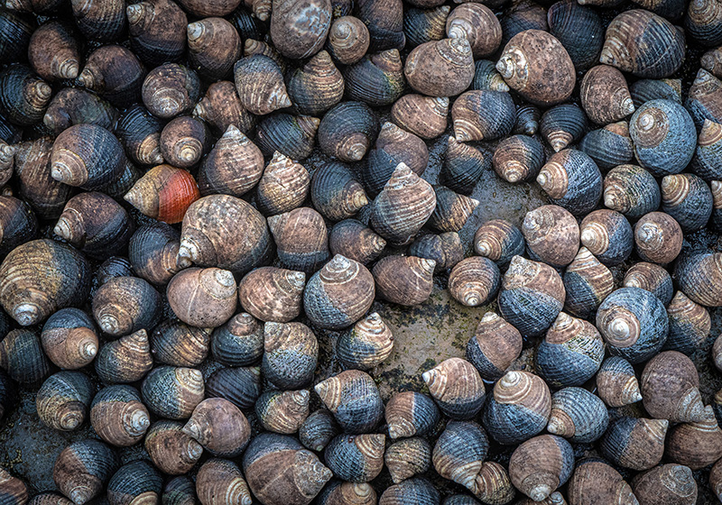 periwinkle snails