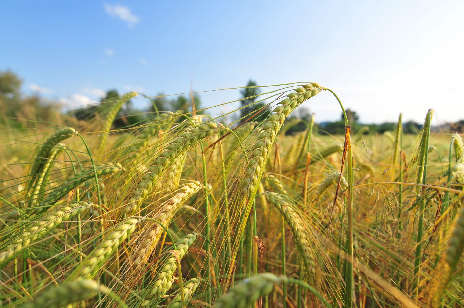 Barley grain