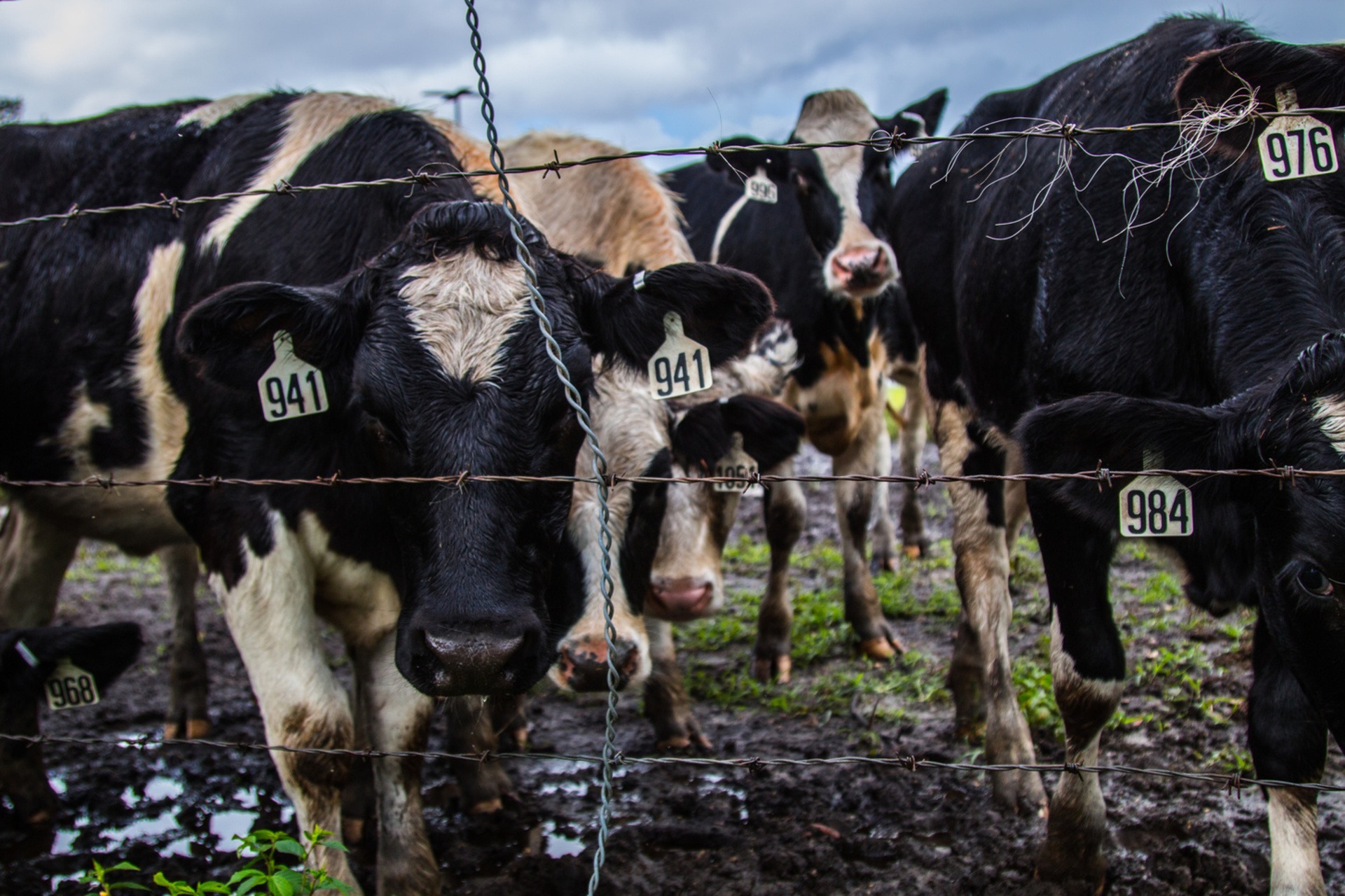 cows in a feedlot