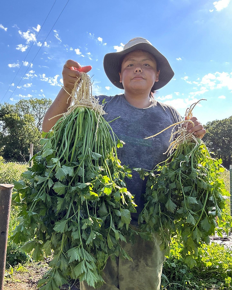 Woman holding parsley in bunches