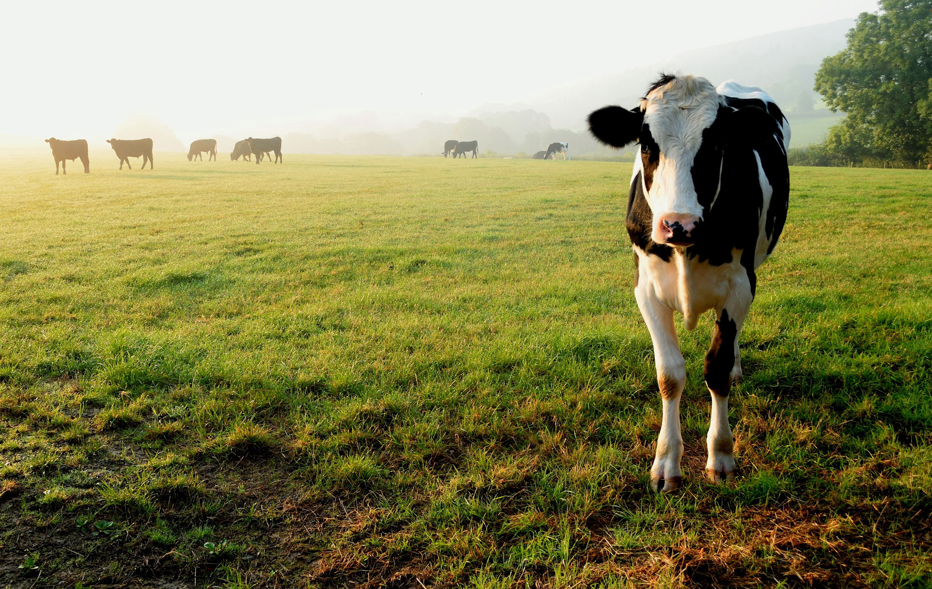 Foodprint-of-dairy pastured cow