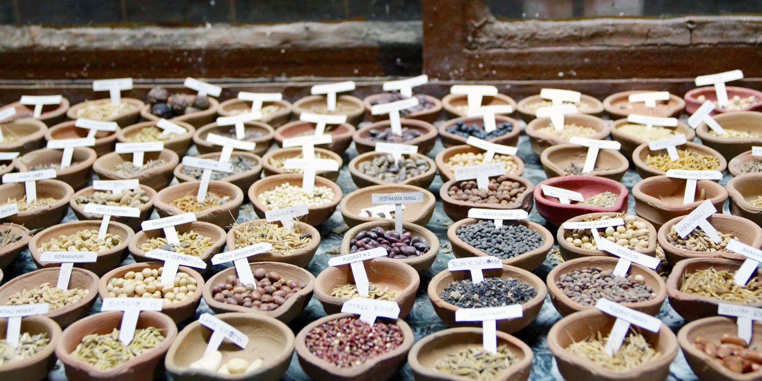 Seed sharing at Navdanya Biodiversity Farm.