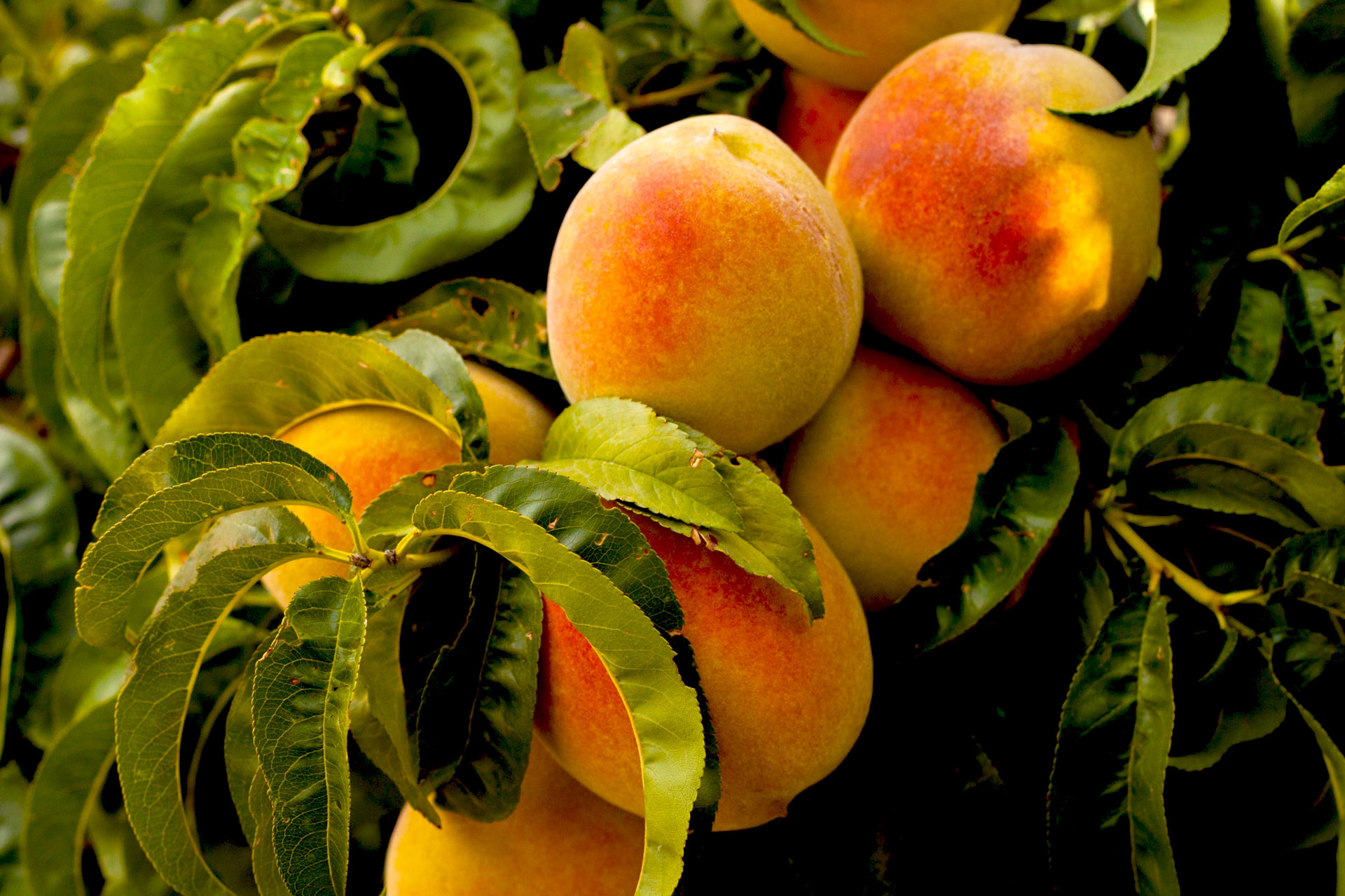 Fresh peaches on a tree