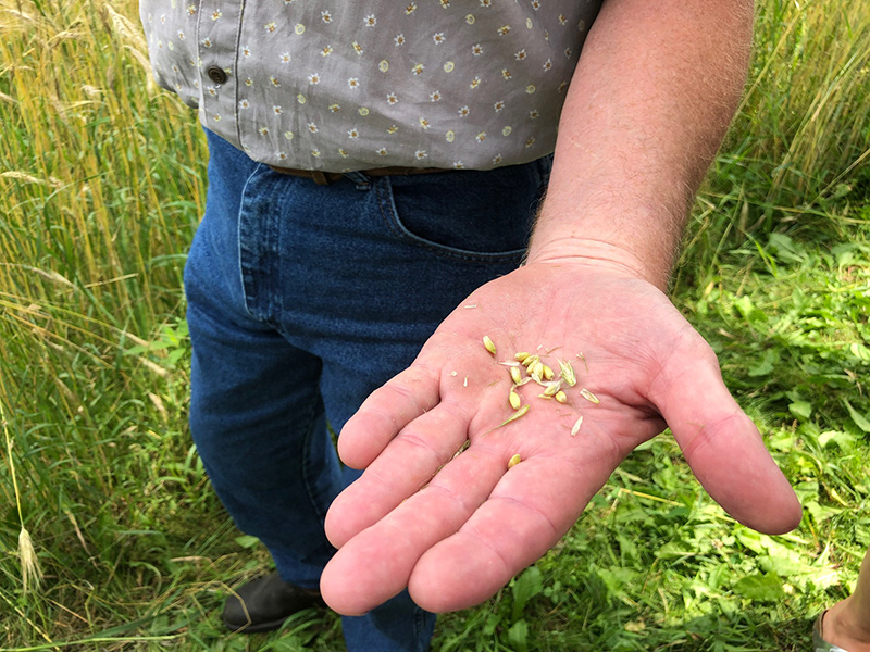 rye grains