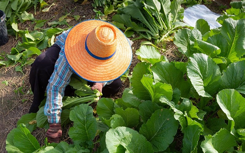 regenerative agriculture